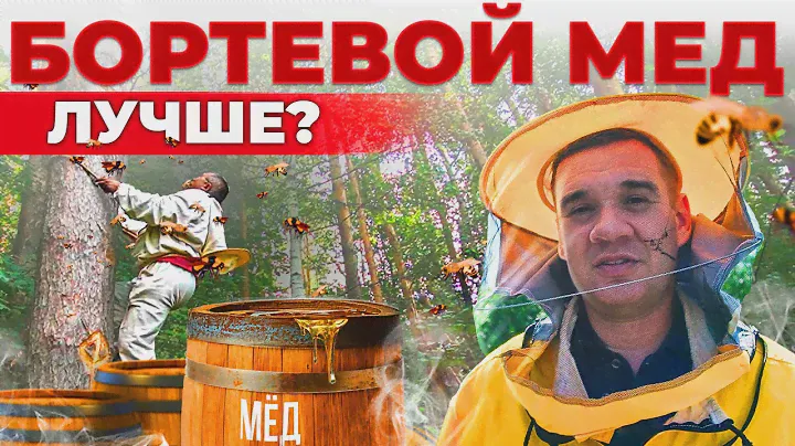 Пчеловод открывает УЛЕЙ. Что происходит внутри? Бортевой мед и его секреты