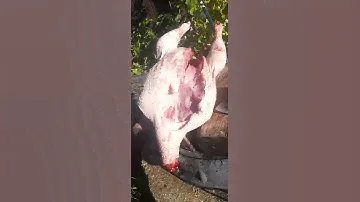 Индейка,Суперное мясо!